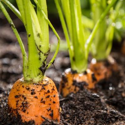 Les mains dans la terre avec Grain de Sénévé