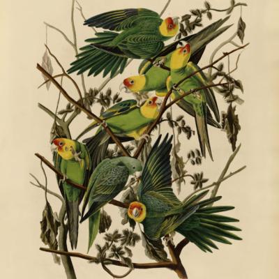 affiche documentaire avec oiseaux dessinés par Audubon