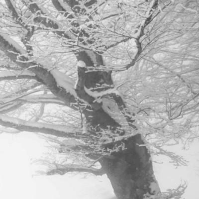 Arbre sous la neige par Gwenn Scott