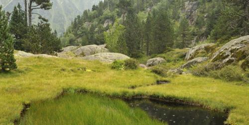 Une tourbiere dans le val d'azun