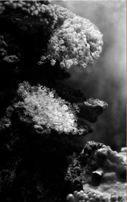 vue sous marine de coraux dans une crique de la Catalogne (noir et blanc)